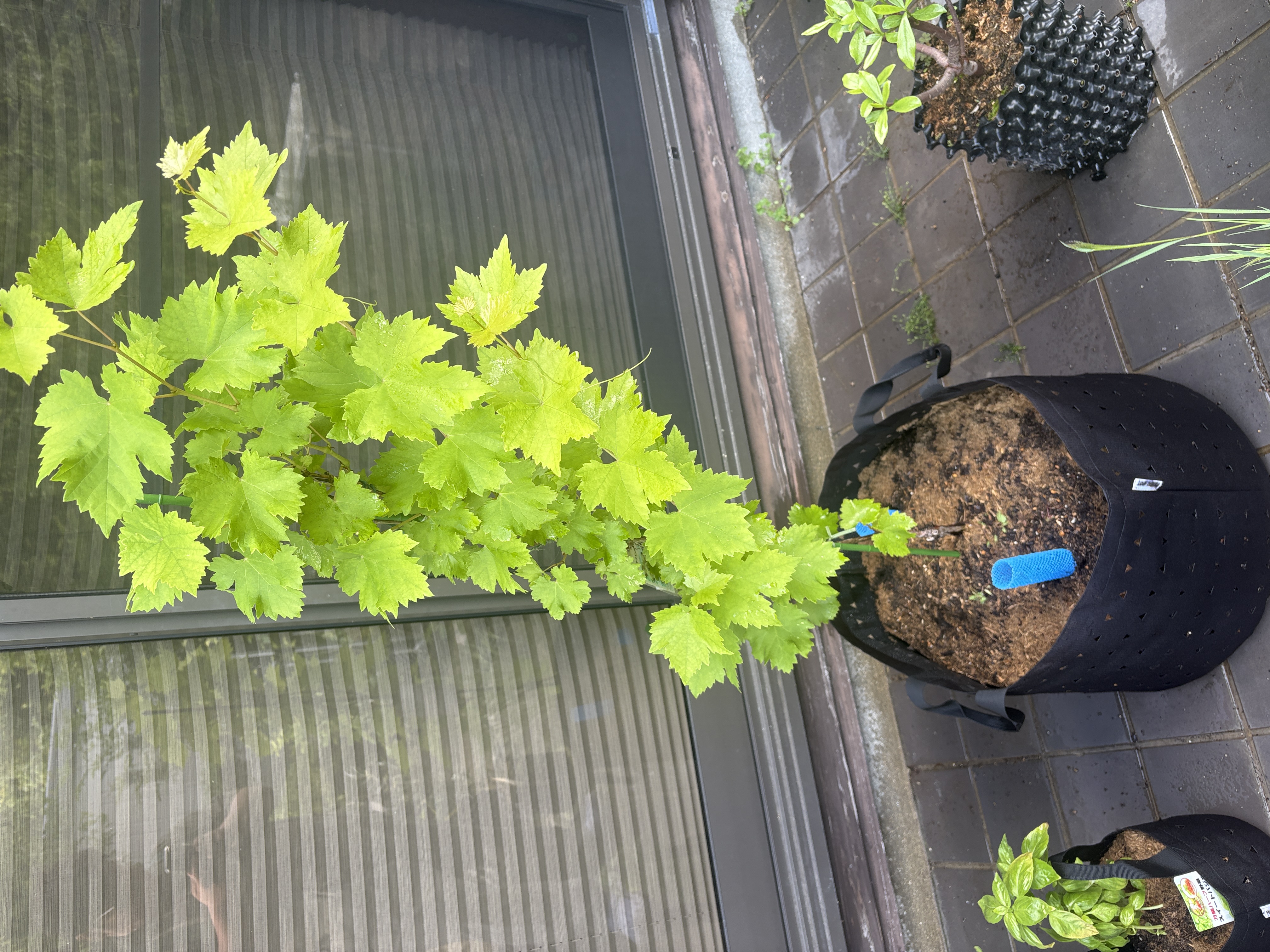 新発売】MIRAI POT OX 次世代オックスフォードポット | ユー